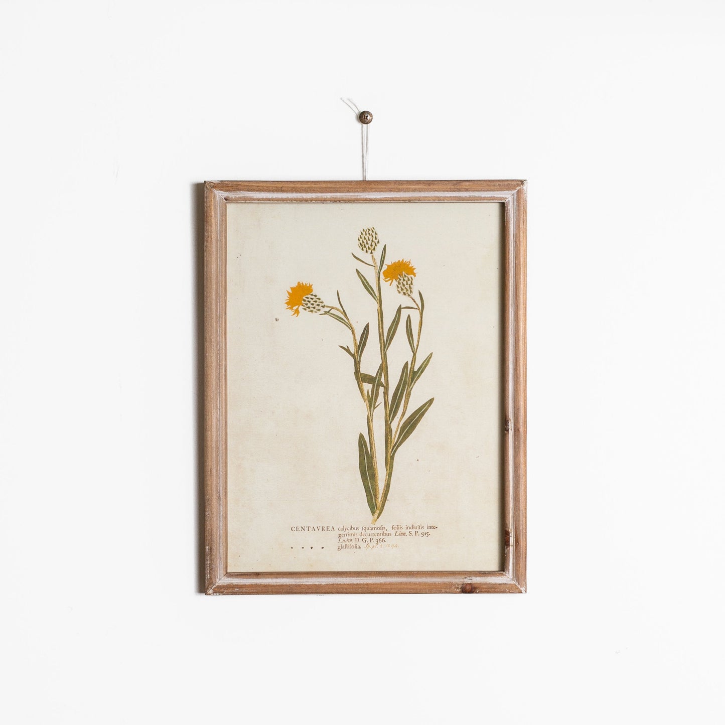 Floral Botanicals