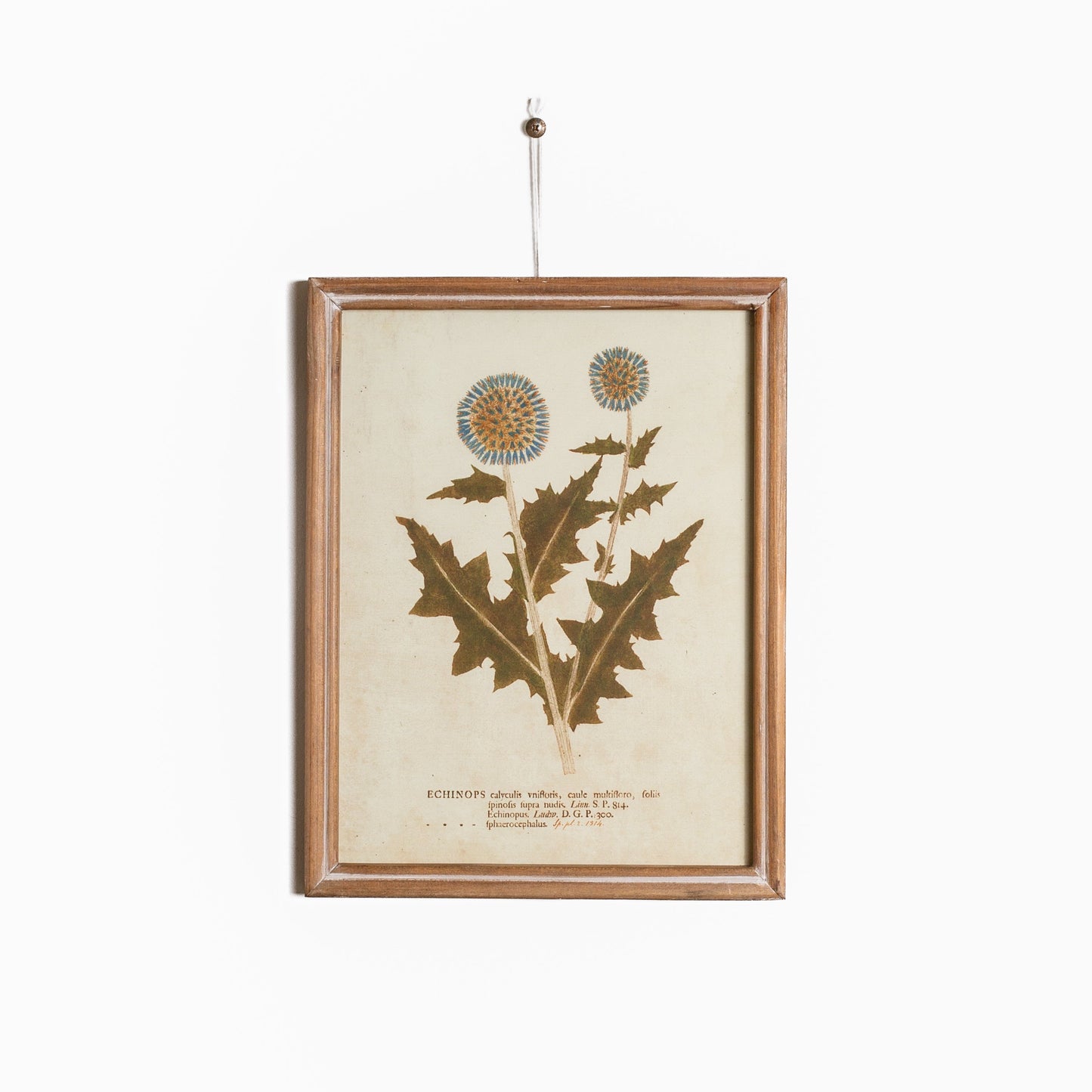 Floral Botanicals