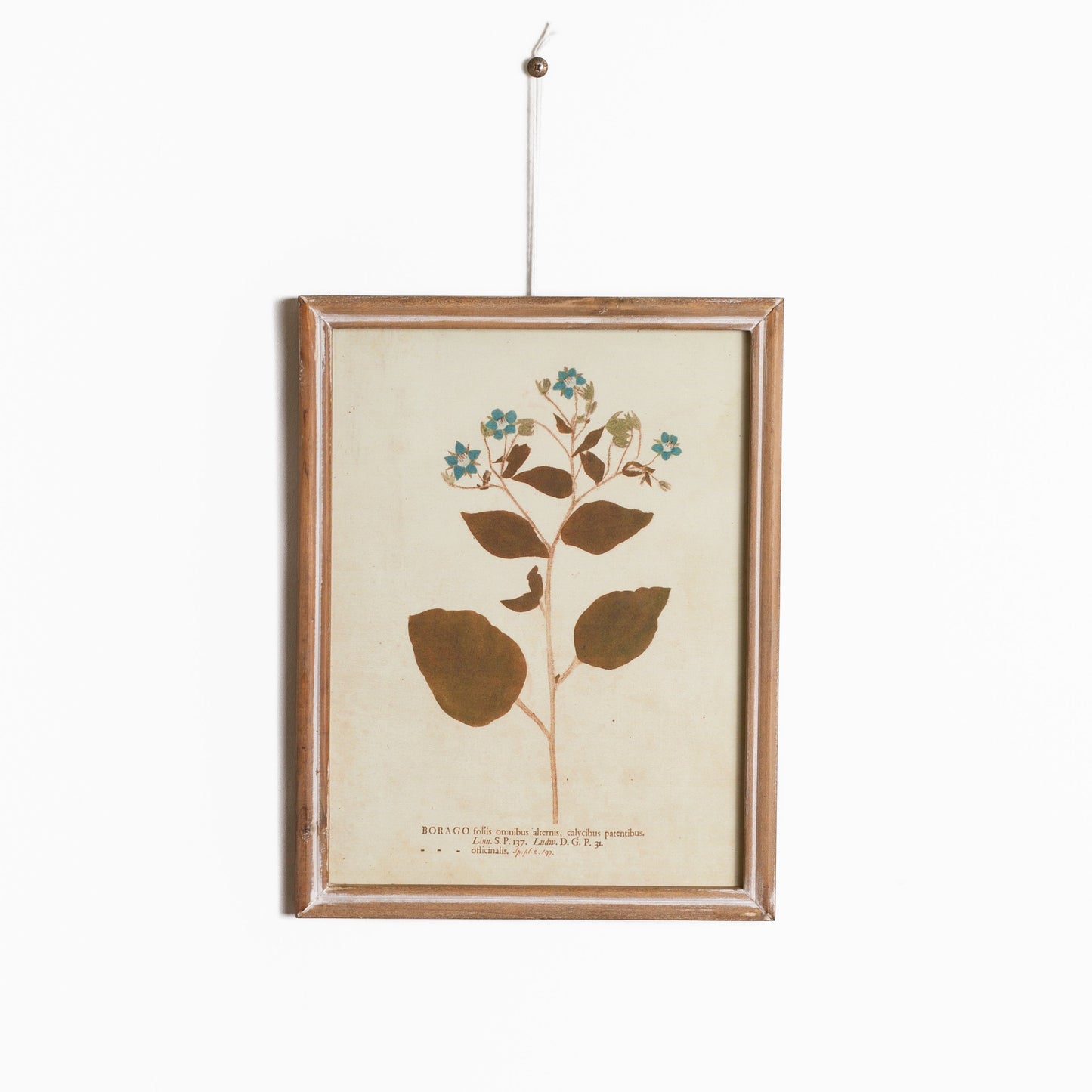 Floral Botanicals