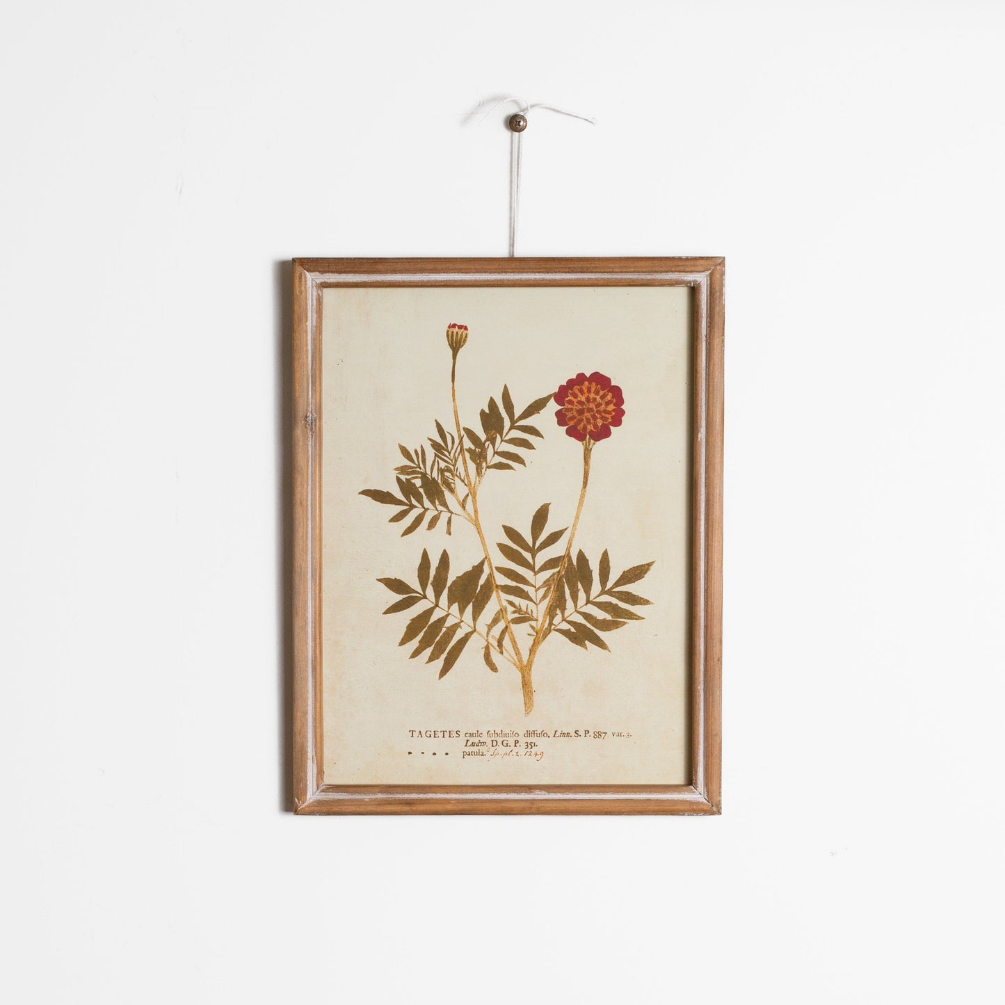 Floral Botanicals