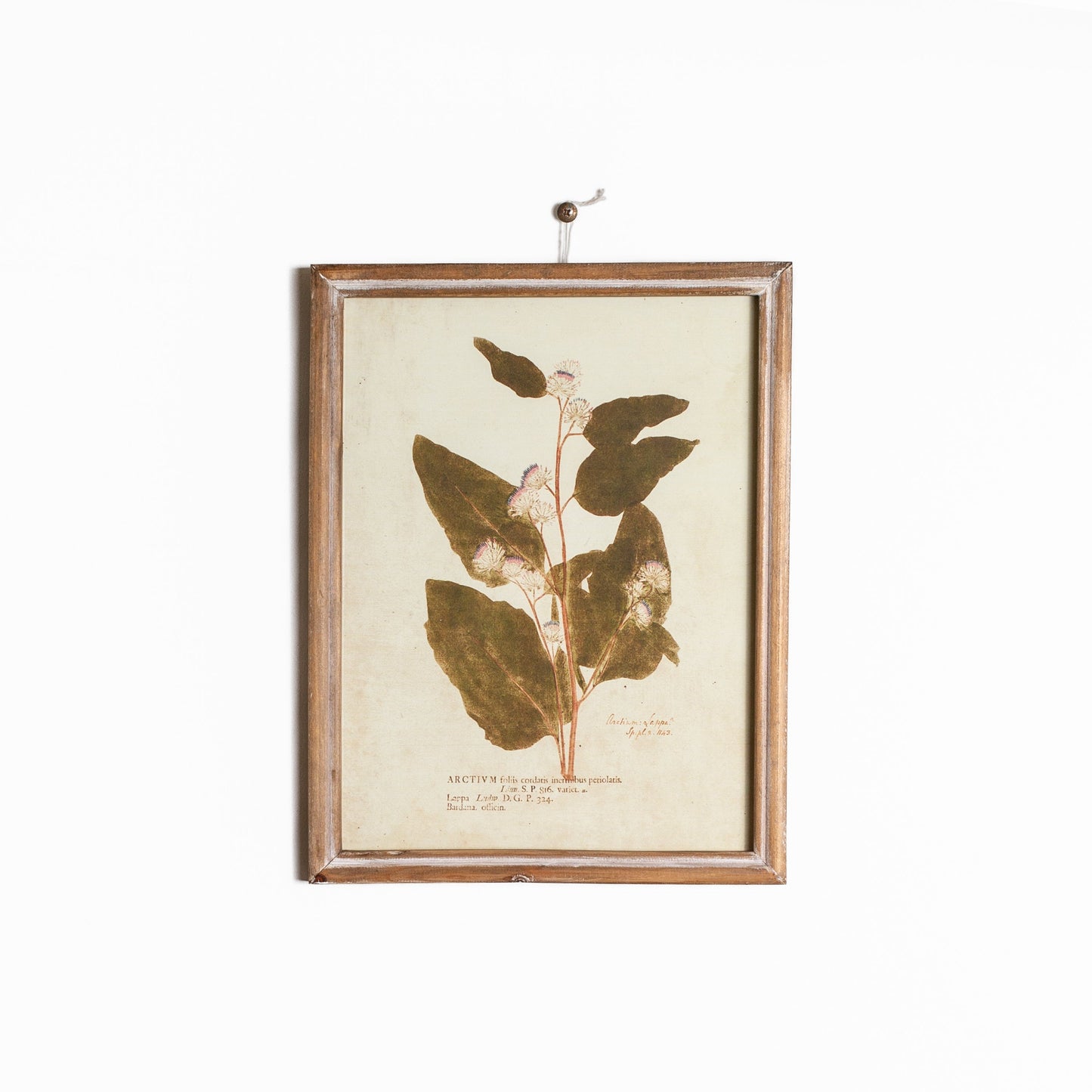 Floral Botanicals