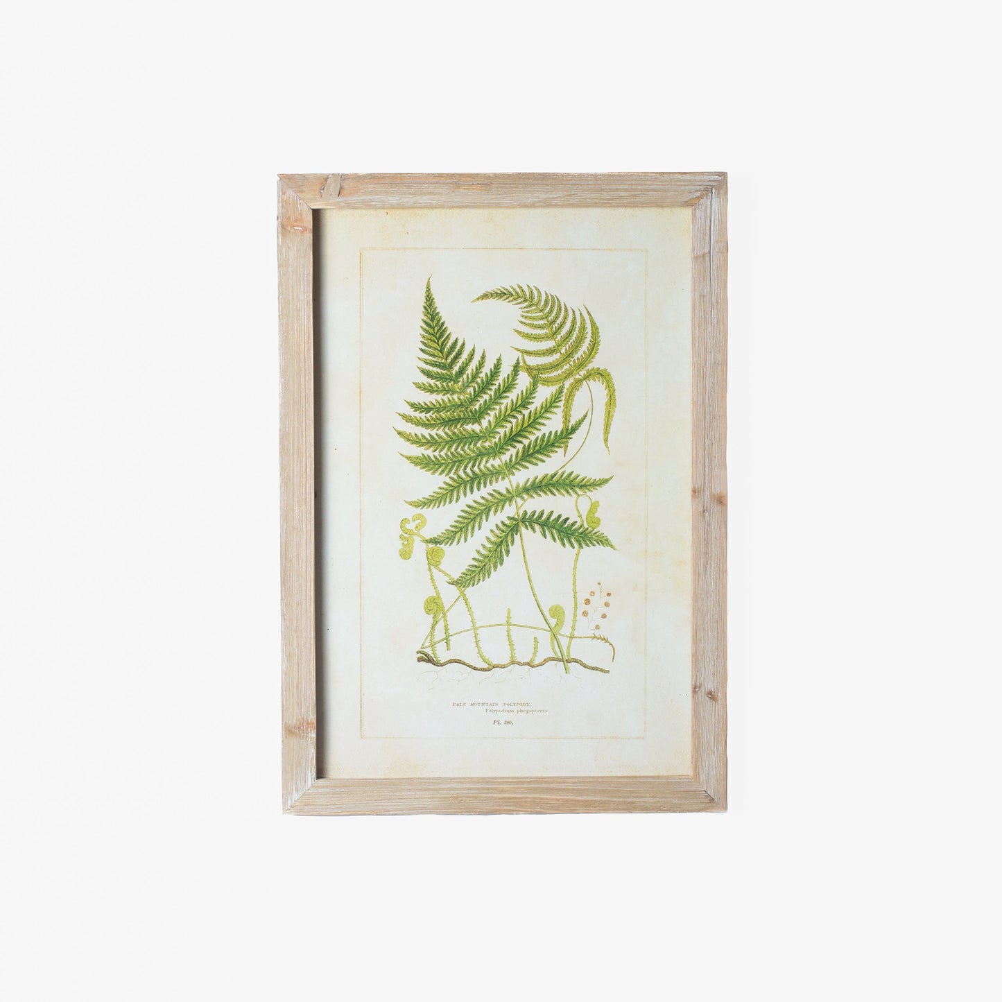 Fern Prints
