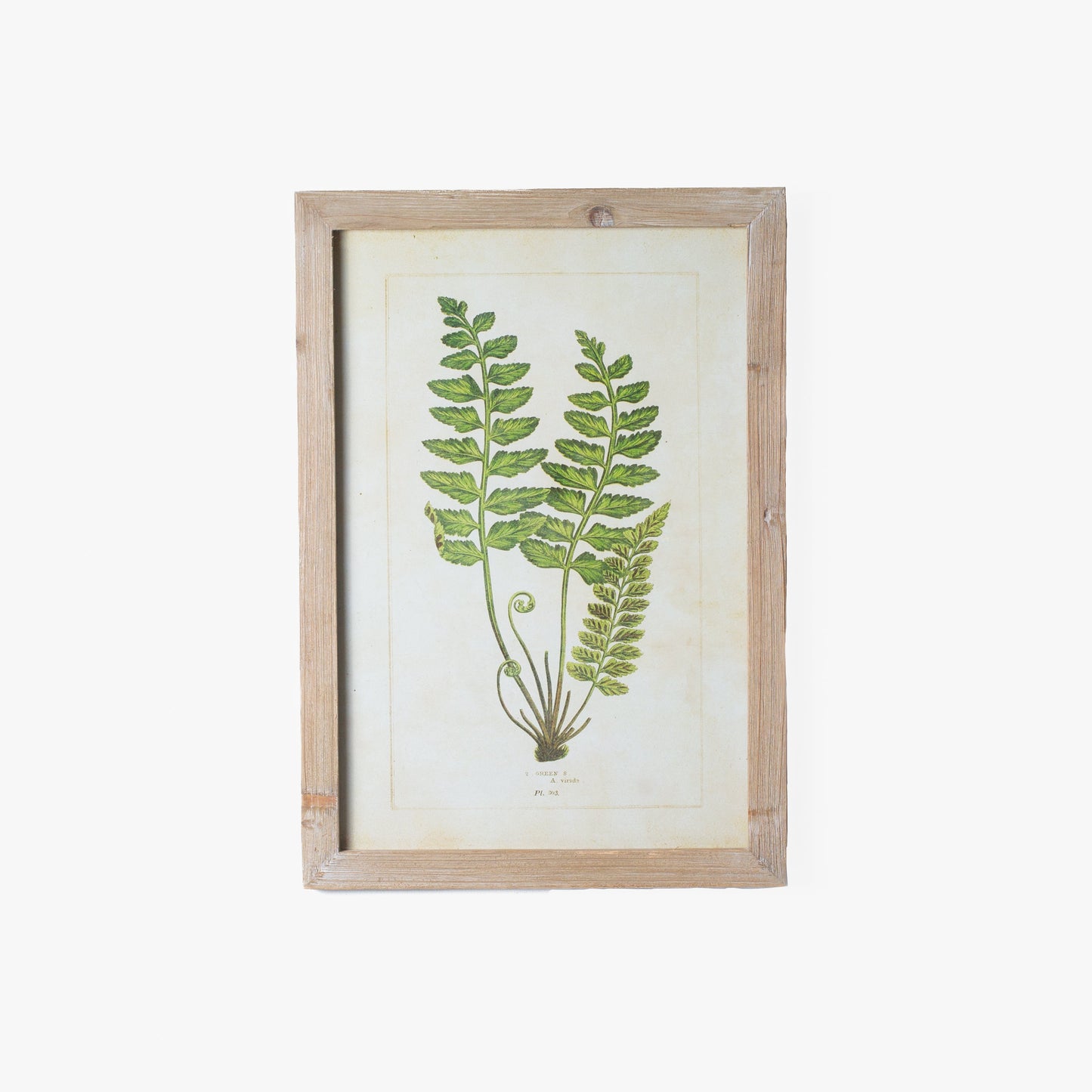 Fern Prints