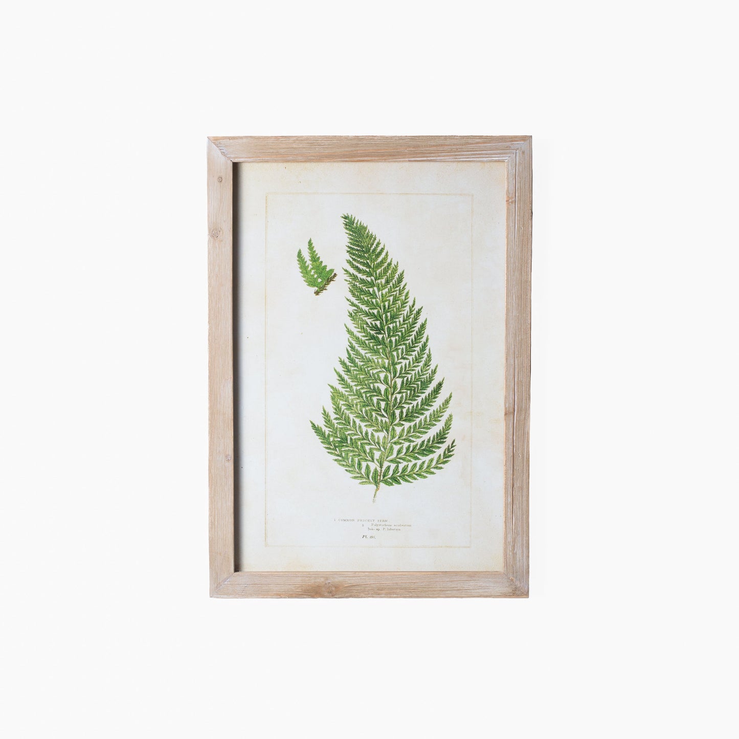 Fern Prints