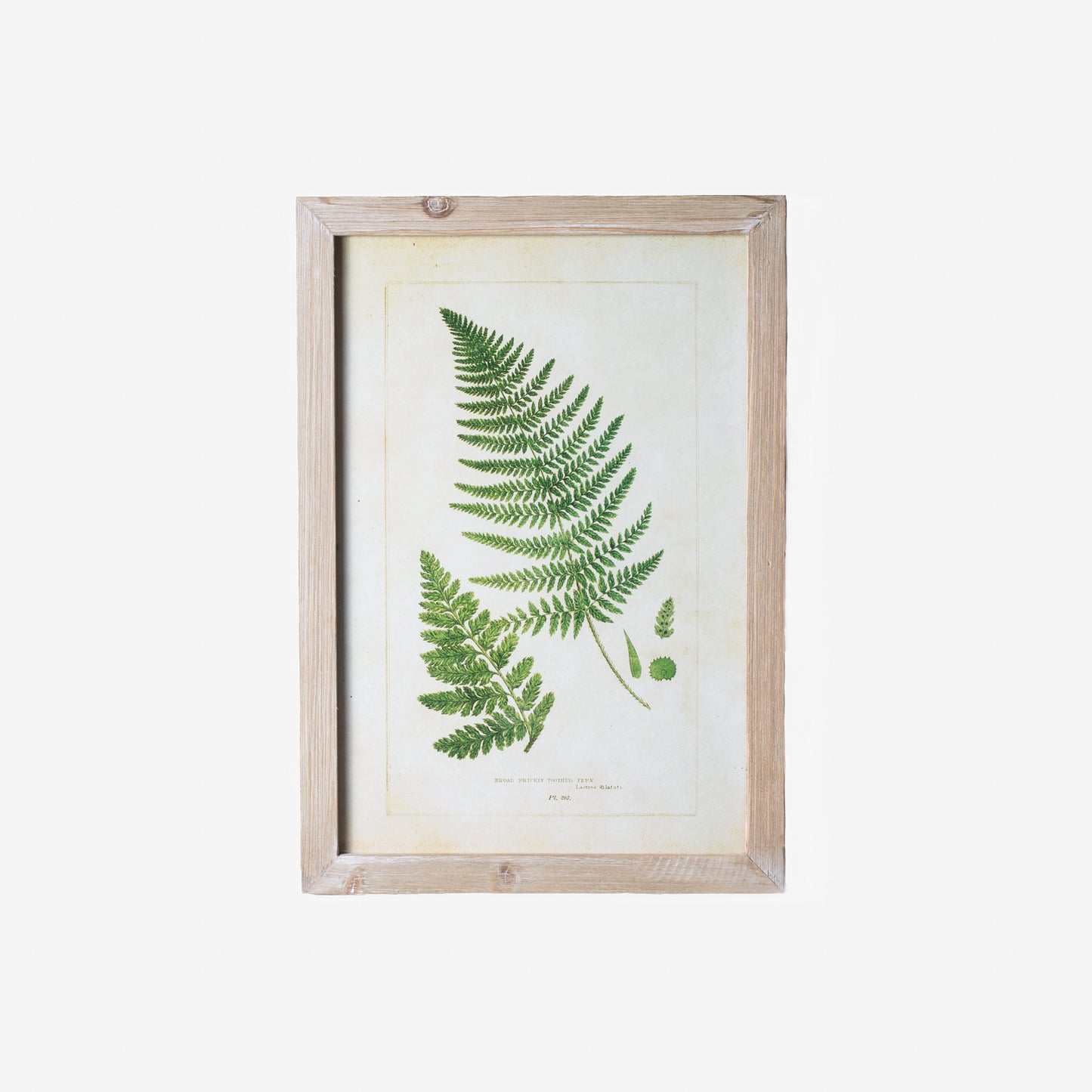 Fern Prints