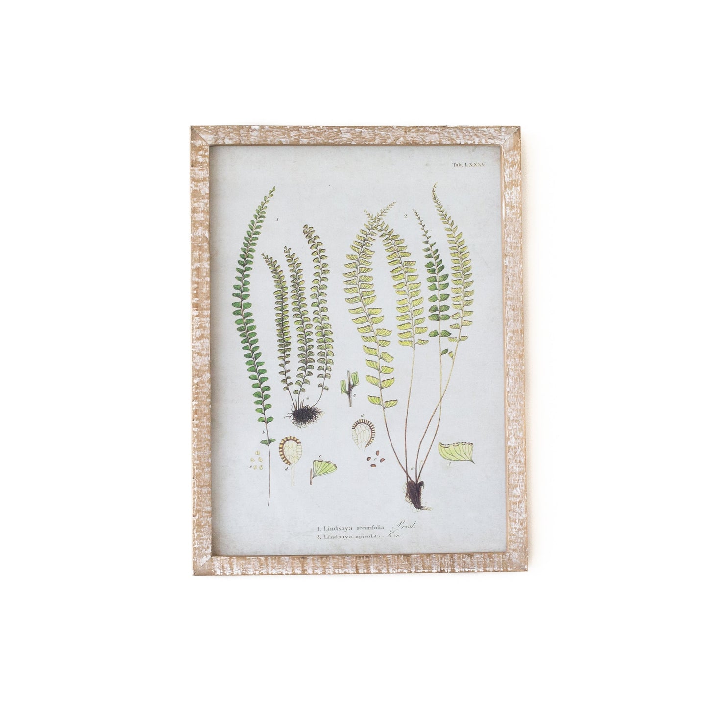 Rhea Botanical Fern Wall Art 6