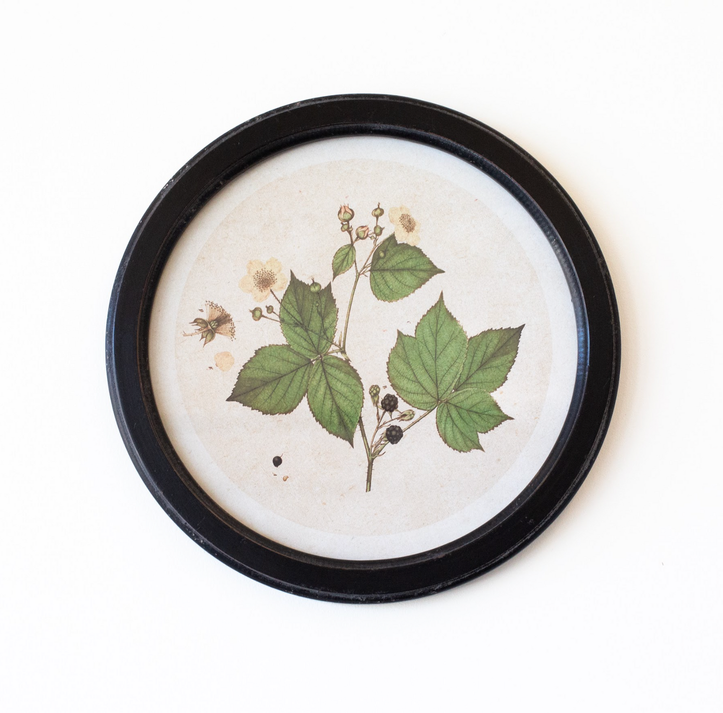 Round Botanical Print