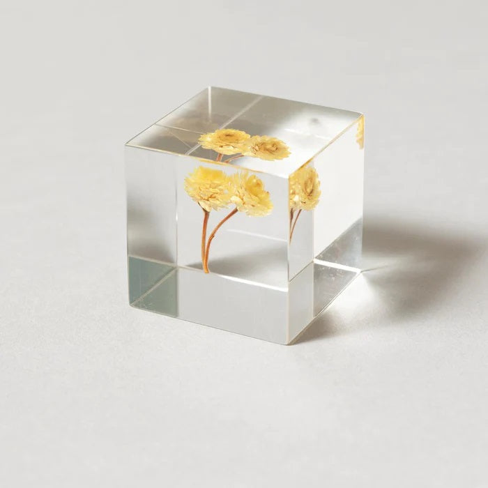Sola Cube Beauty of Plants