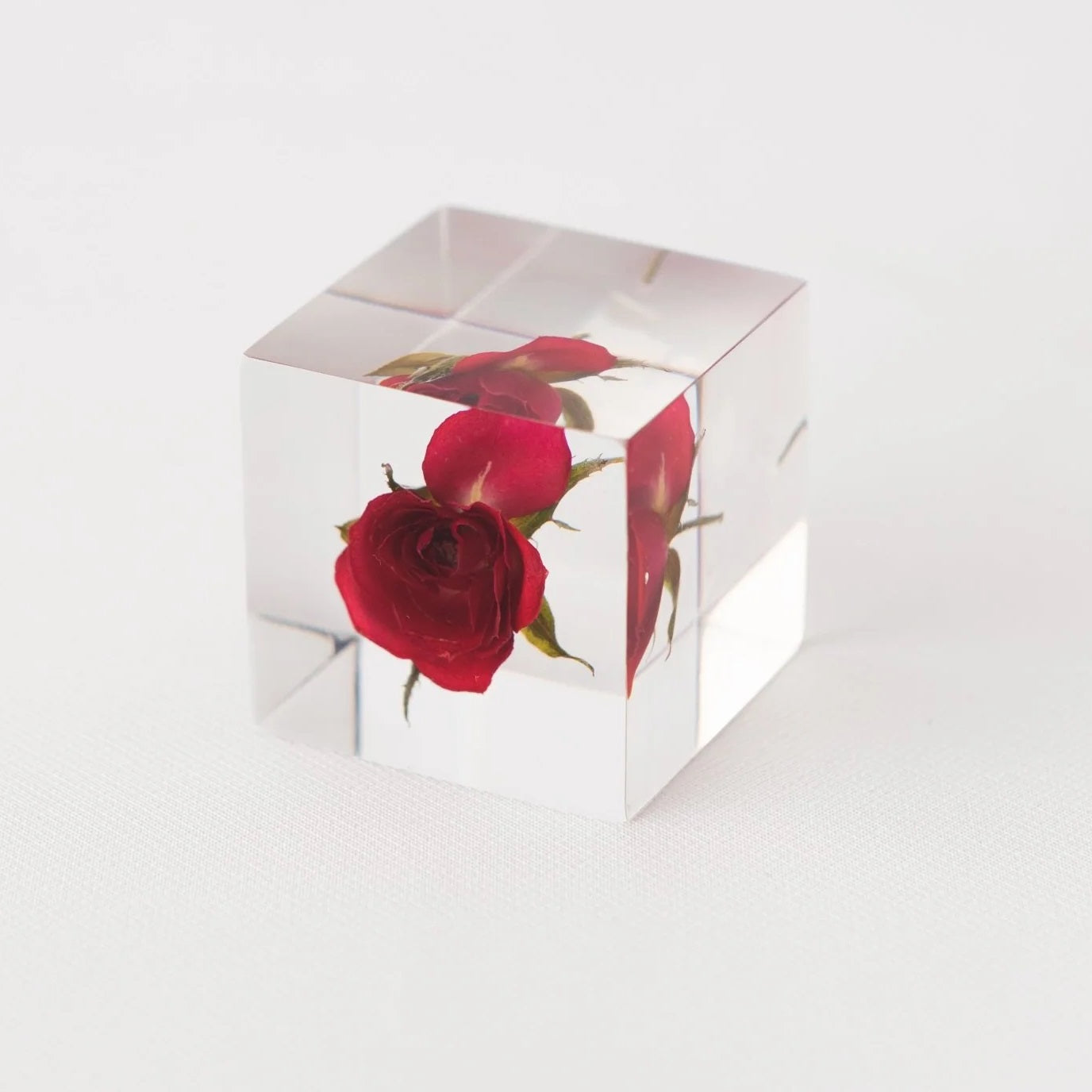 Sola Cube Beauty of Plants