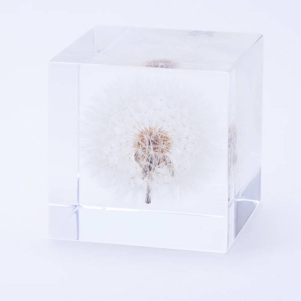 Sola Cube Beauty of Plants