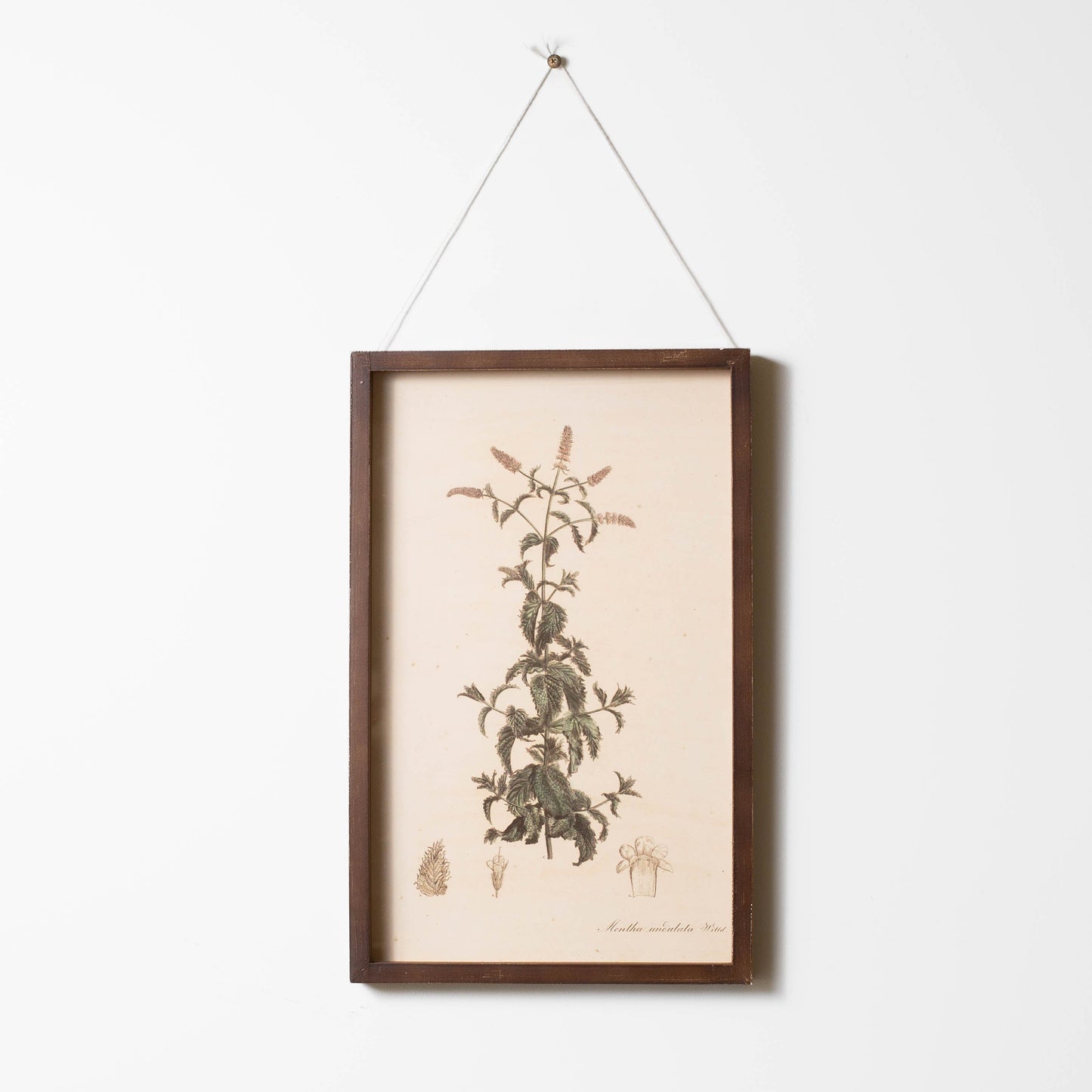 Botanical Framed Prints