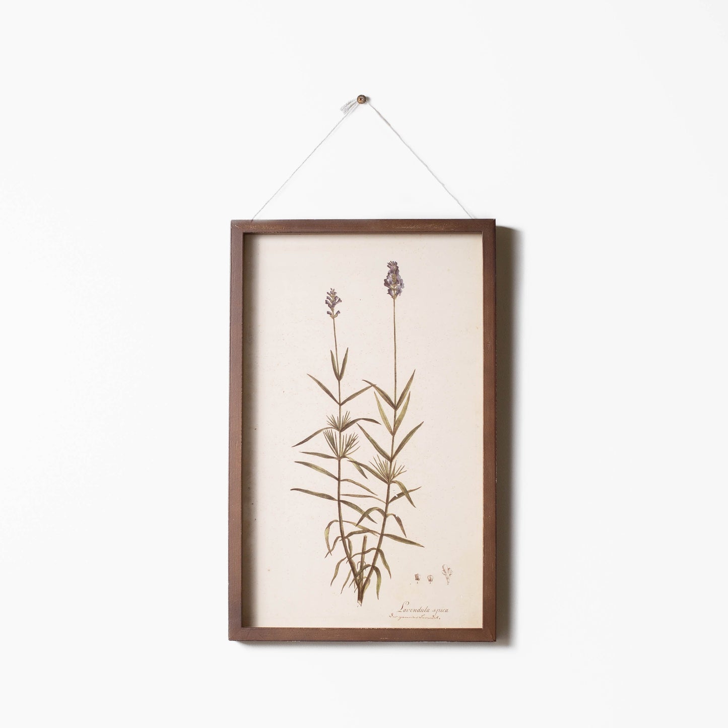 Botanical Framed Prints
