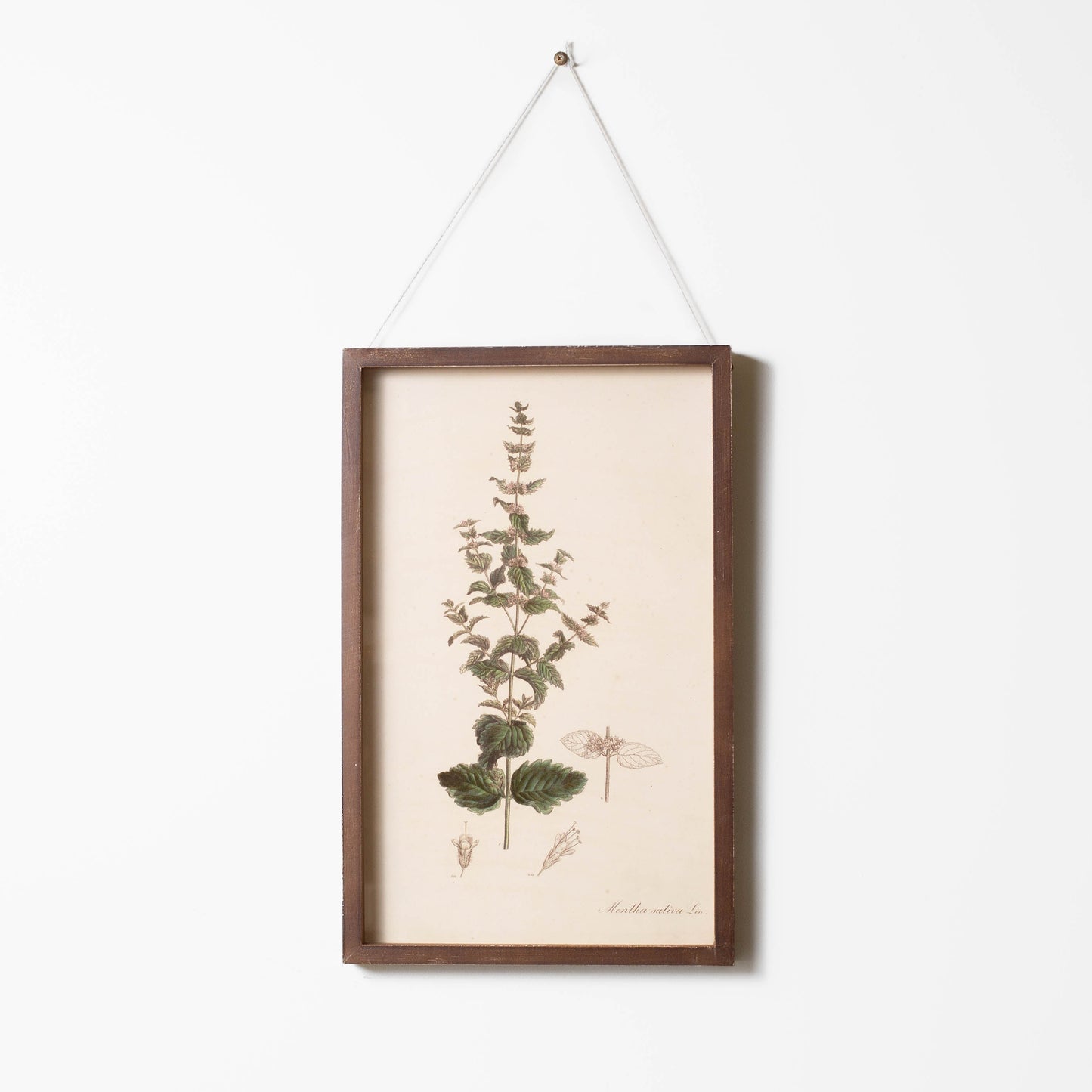 Botanical Framed Prints