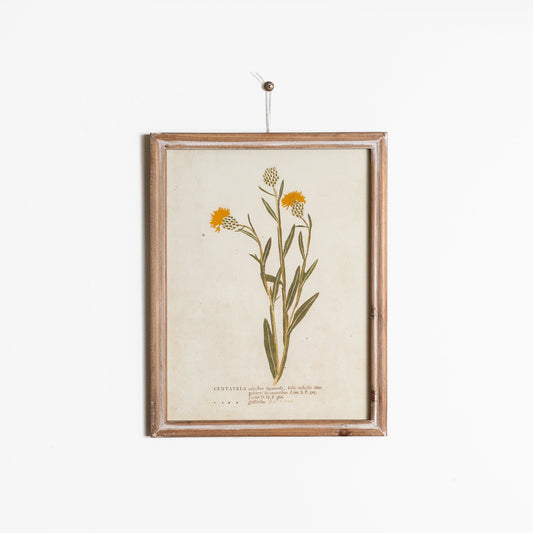 Floral Botanicals