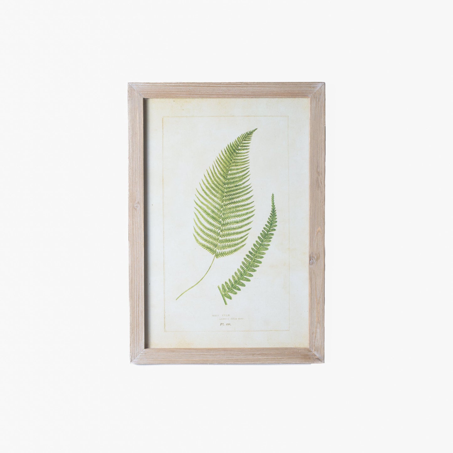 Fern Prints