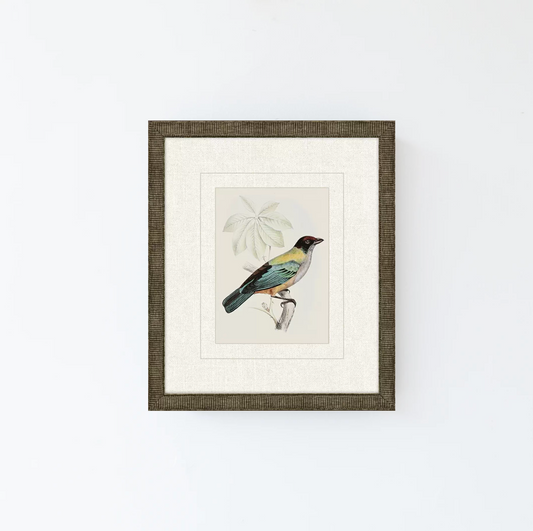Tanager 8