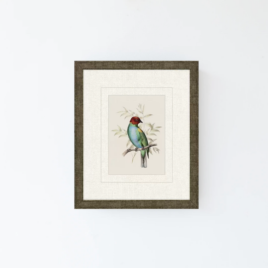 Tanager 7