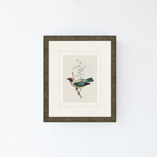 Tanager 5