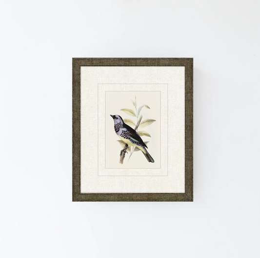 Tanager 6