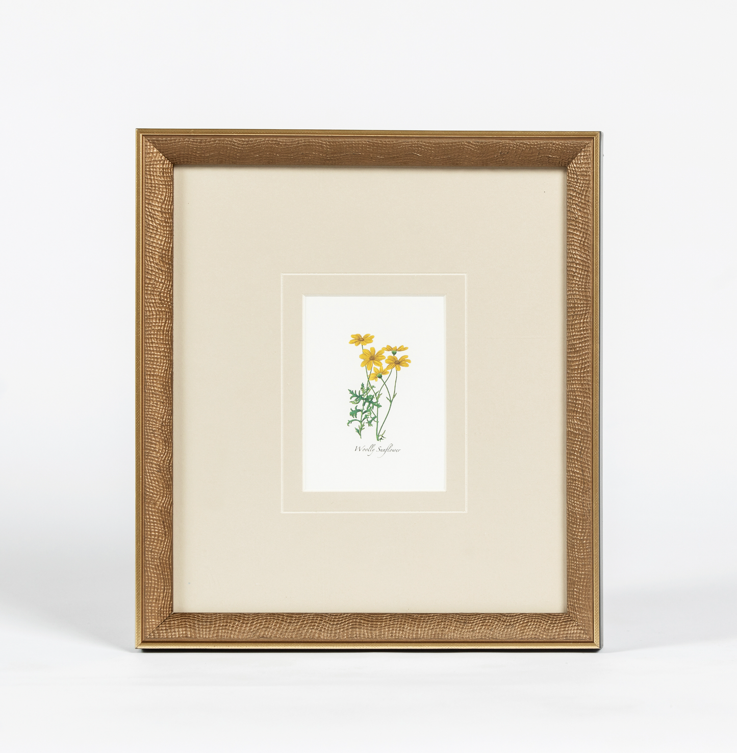 Western Wildflower 2