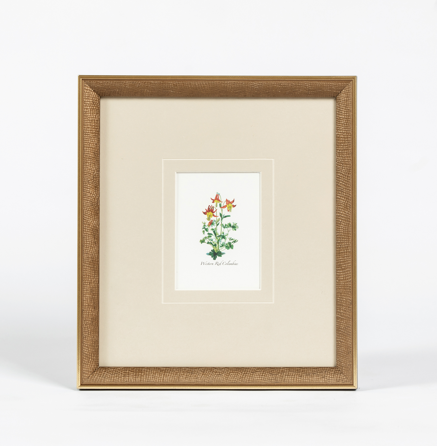 Western Wildflower 4