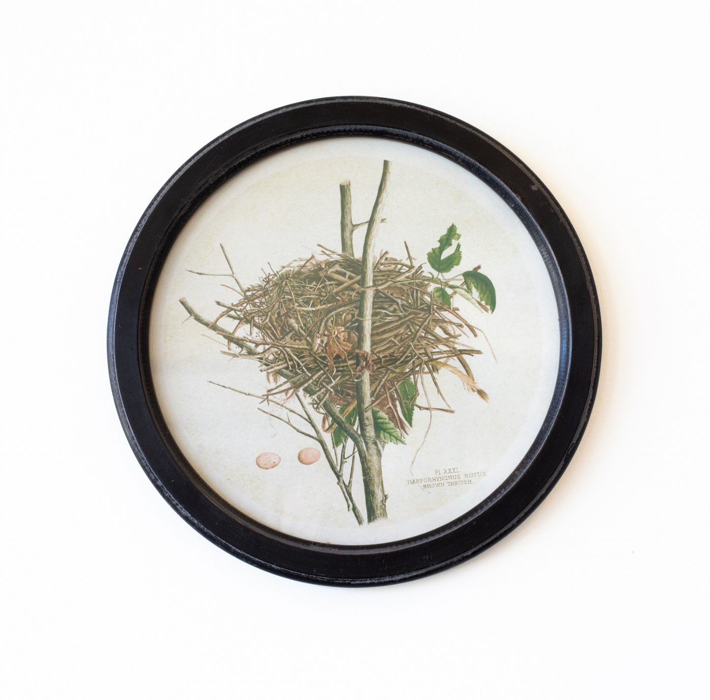 Vintage Nest Print