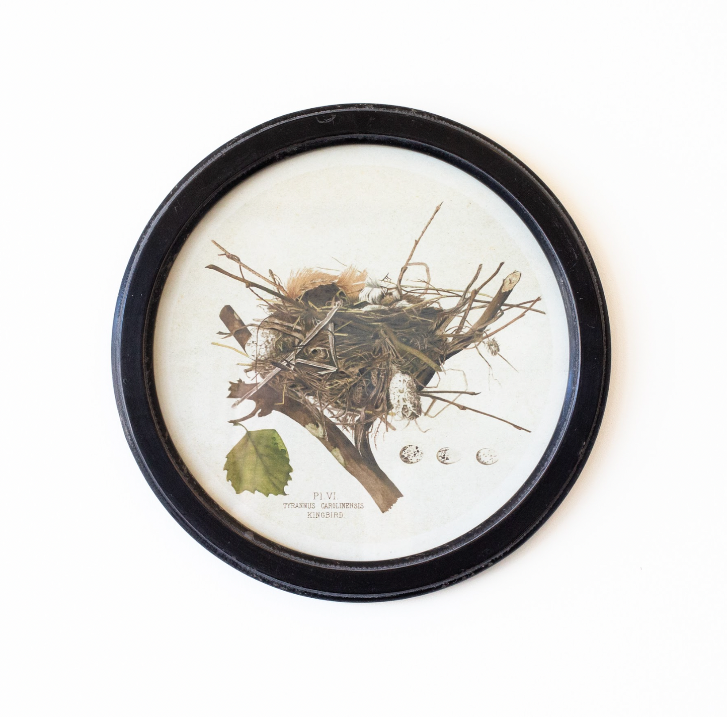 Vintage Nest Print