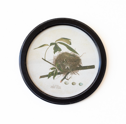Vintage Nest Print