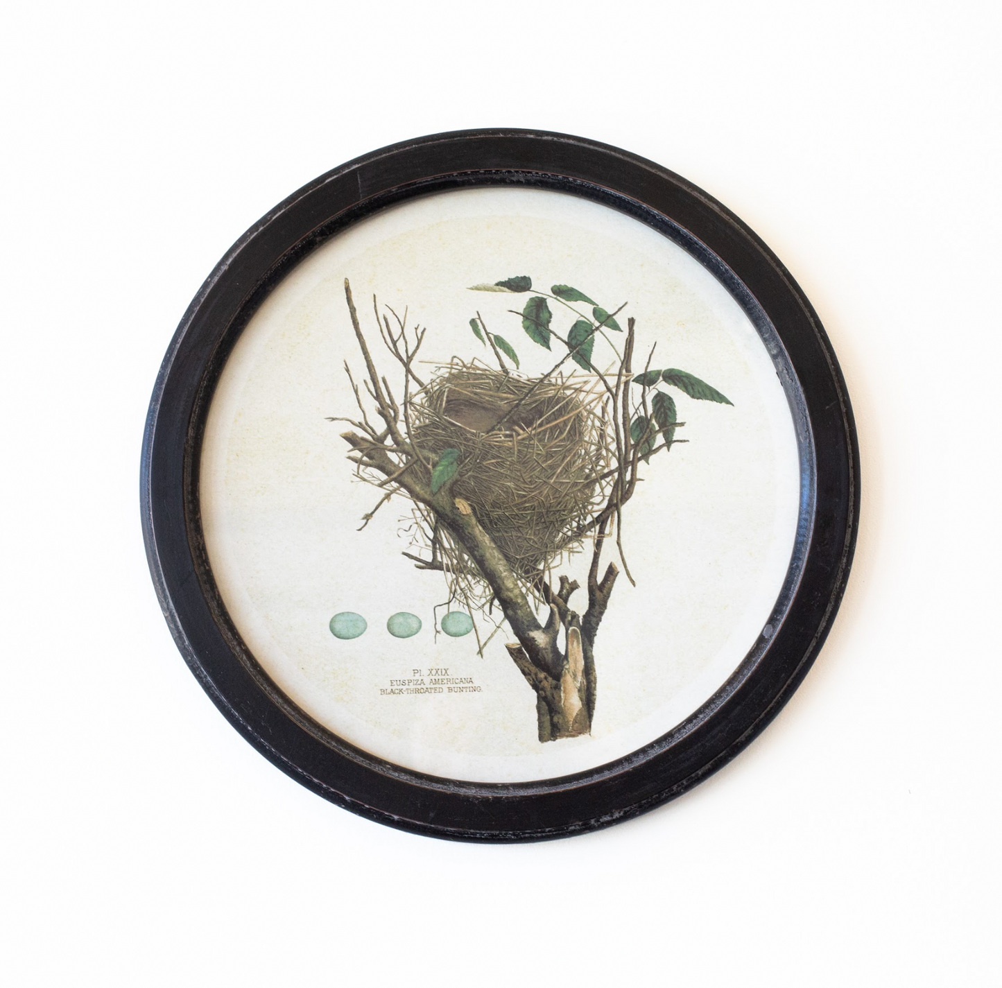 Vintage Nest Print