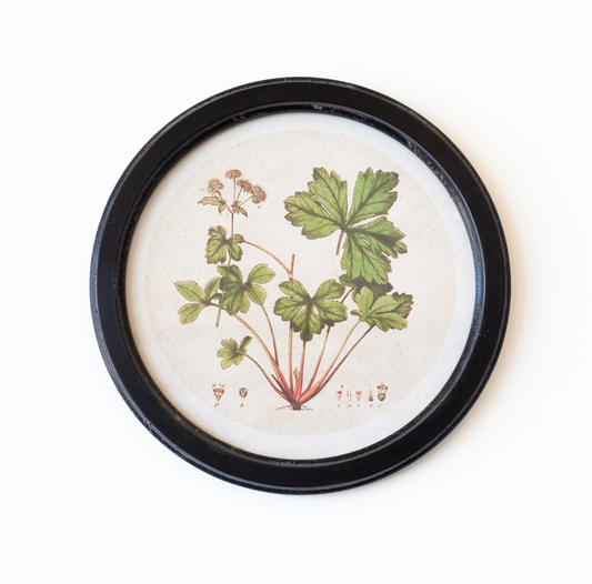 Round Botanical Print