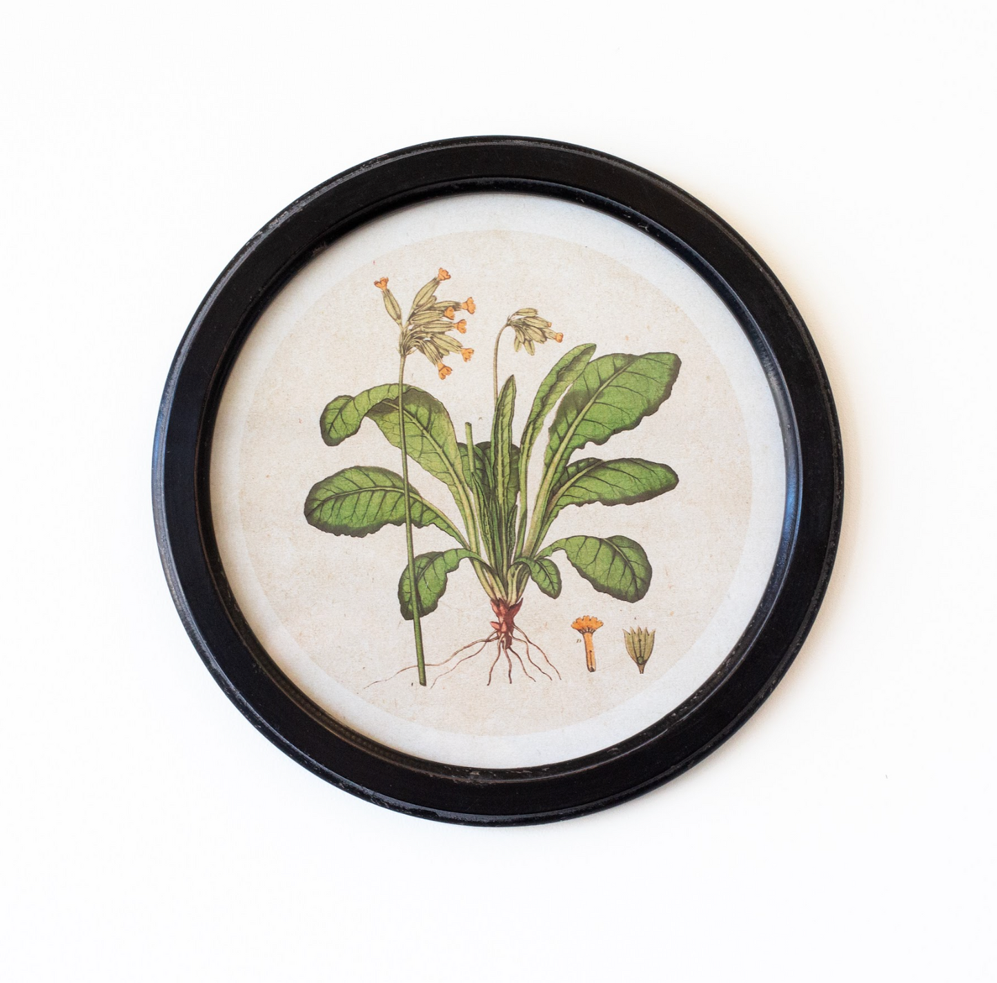 Round Botanical Print