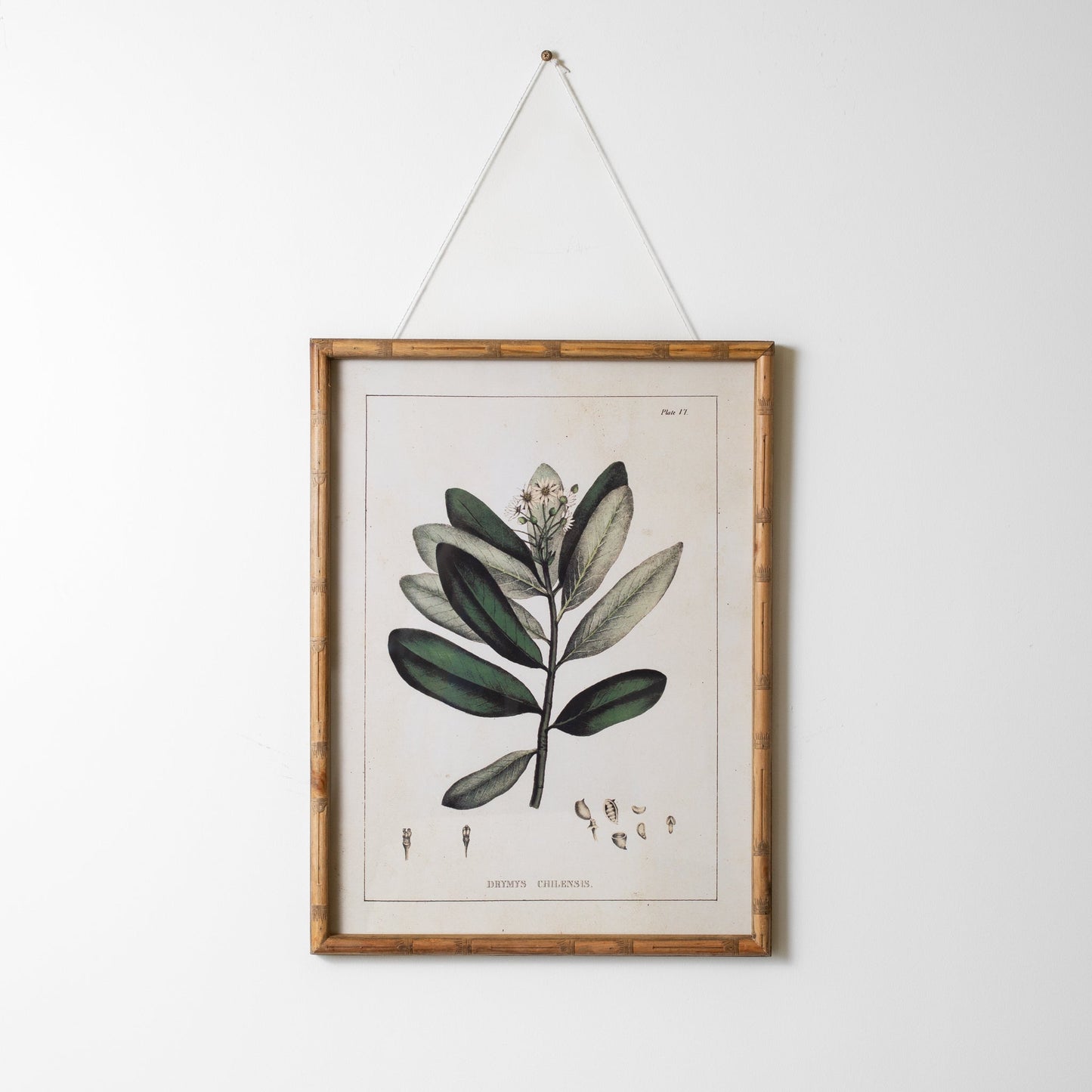 Botanical Wall Art
