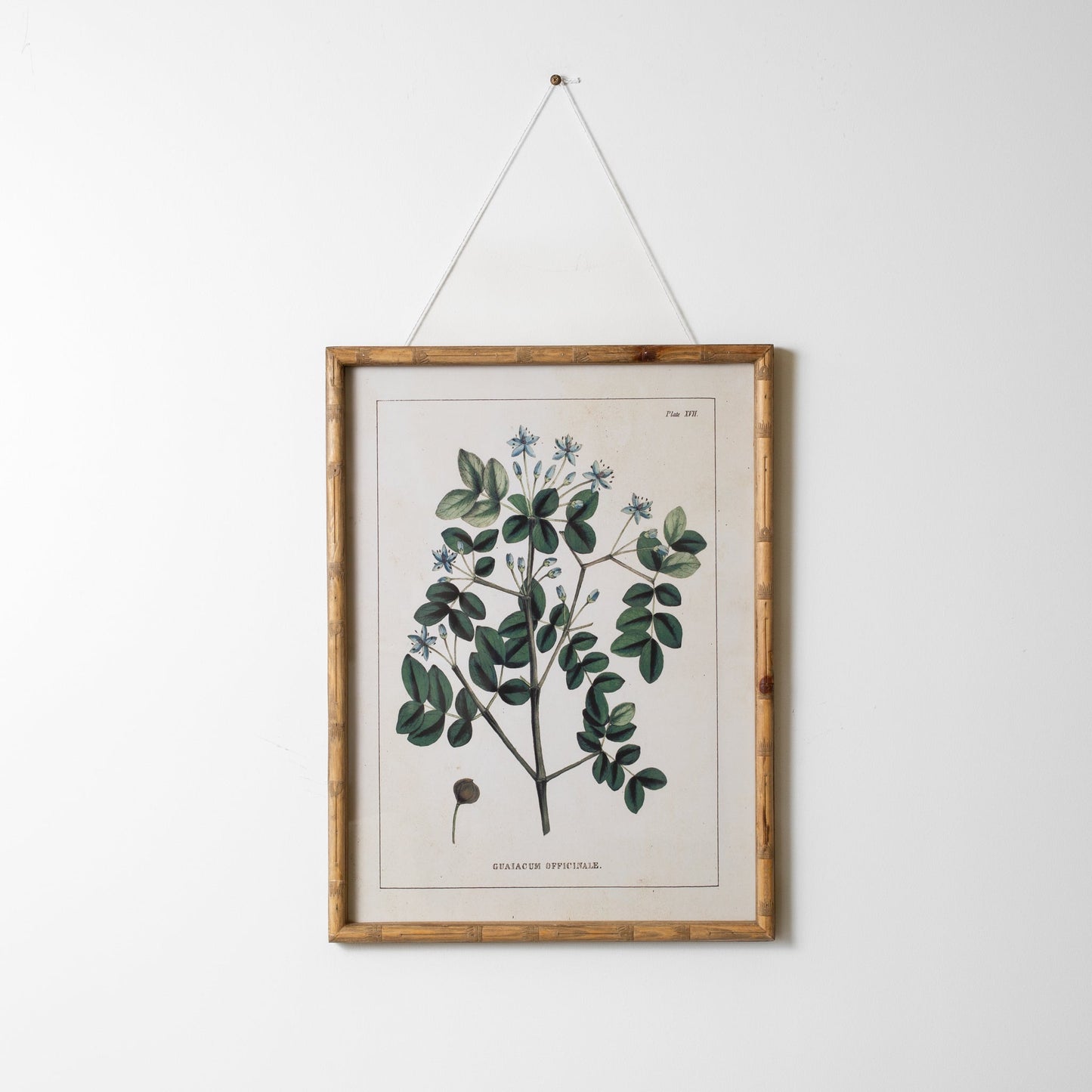 Botanical Wall Art