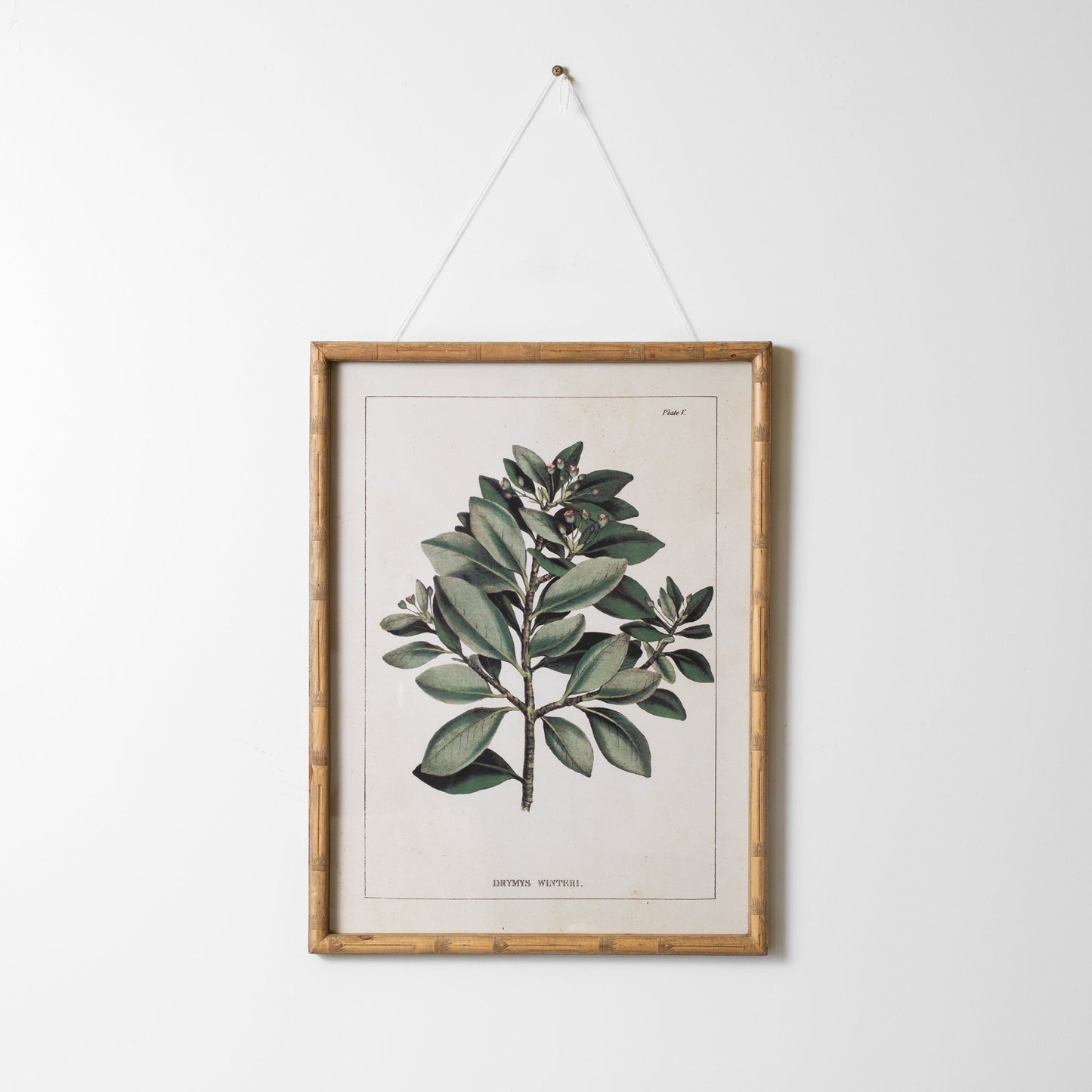 Botanical Wall Art