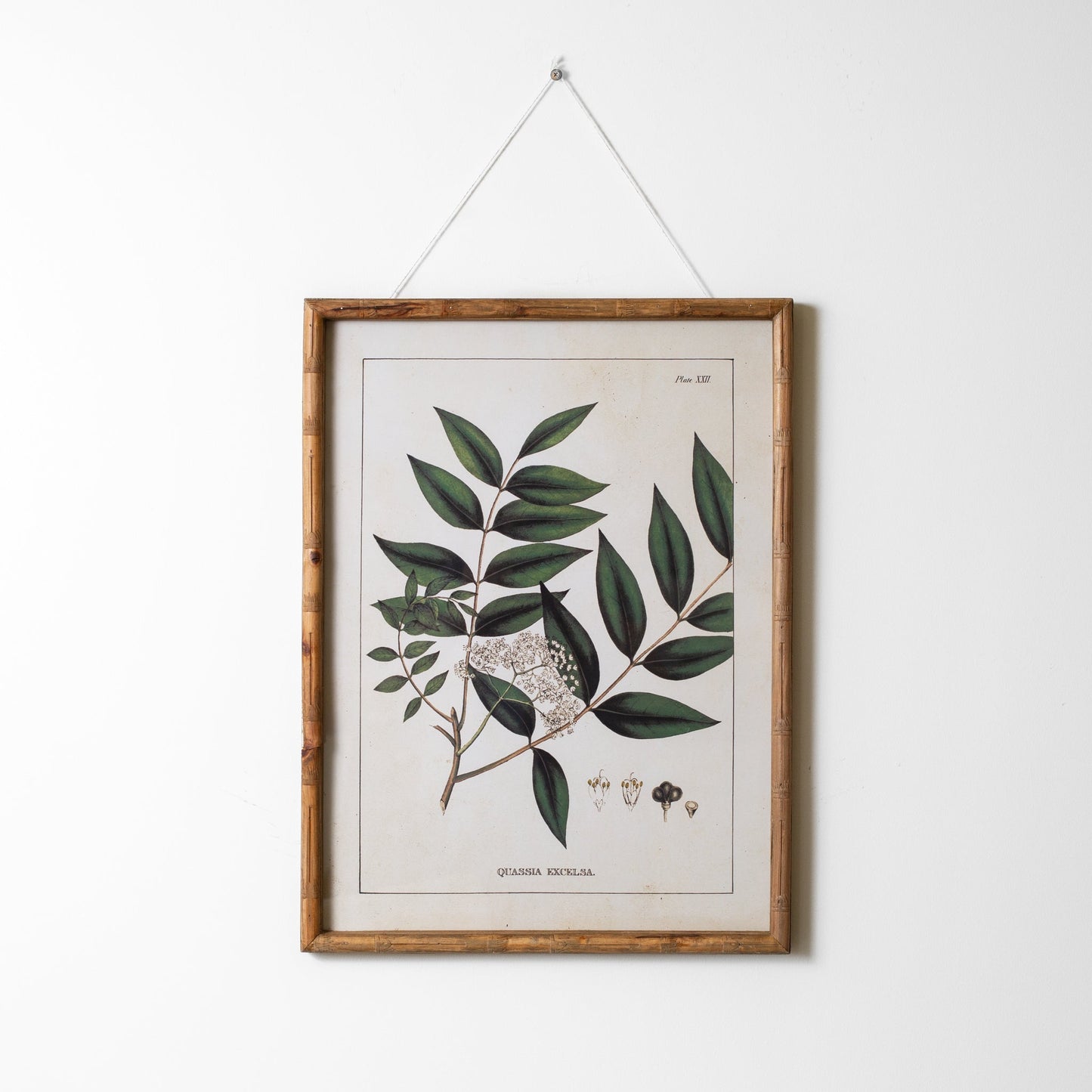 Botanical Wall Art