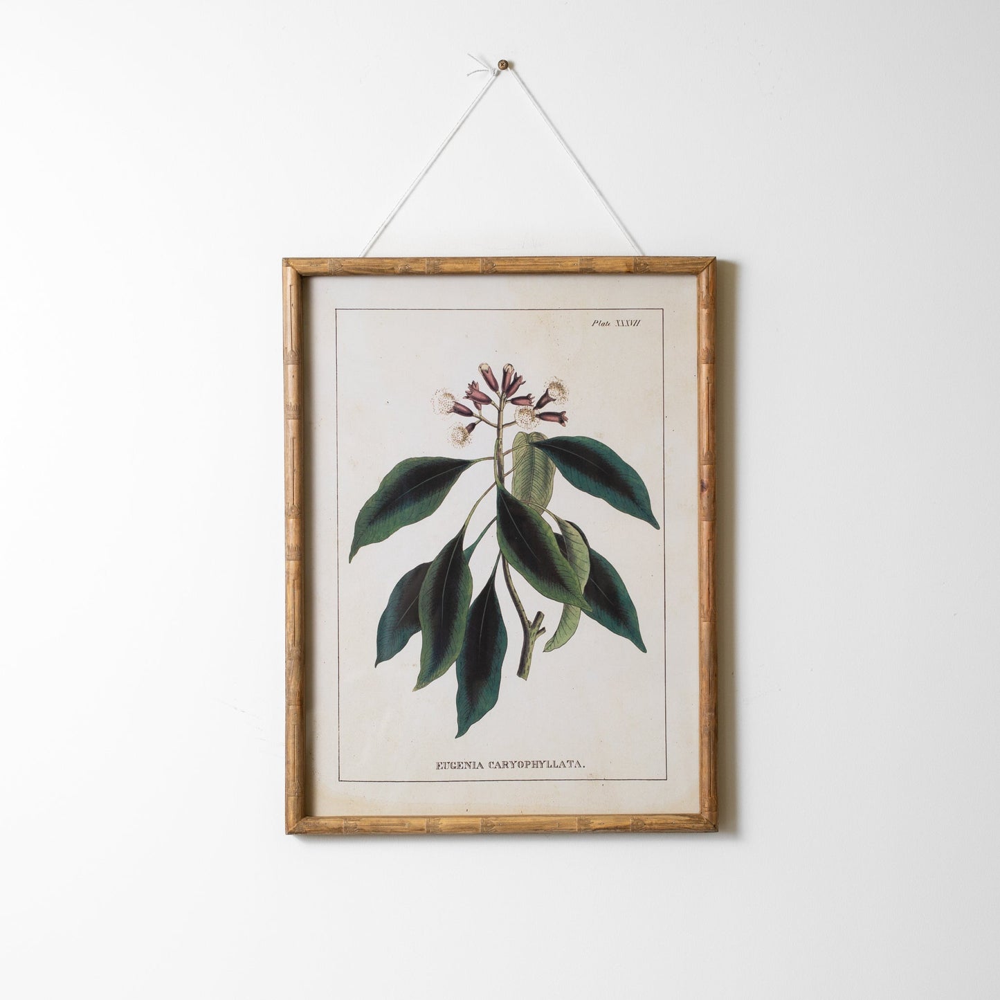Botanical Wall Art
