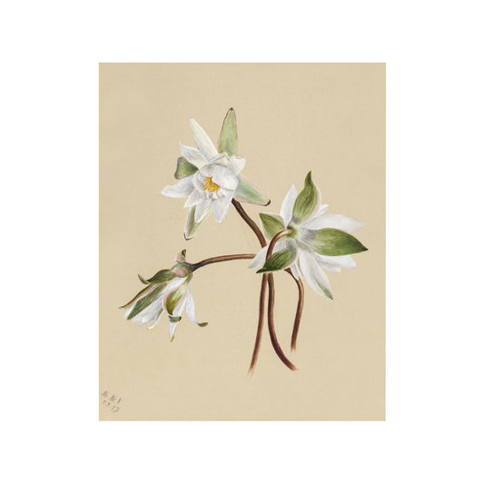 Water Lily - Unframed Art Print