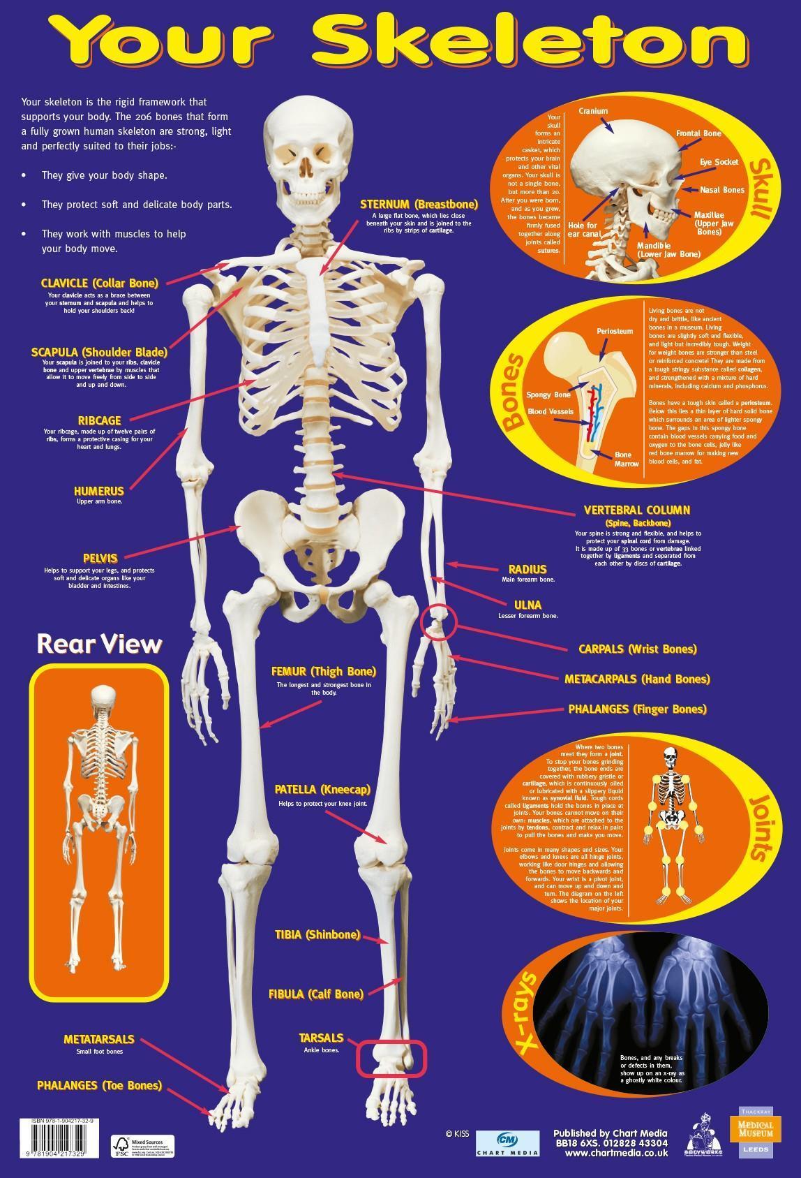 Your Skeleton Wall Chart 60 x 40 cm