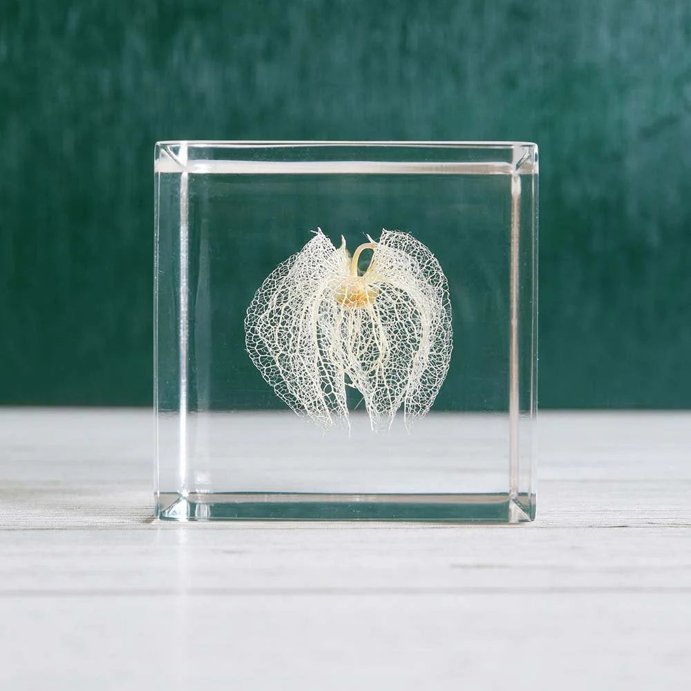 Sola Cube Beauty of Plants
