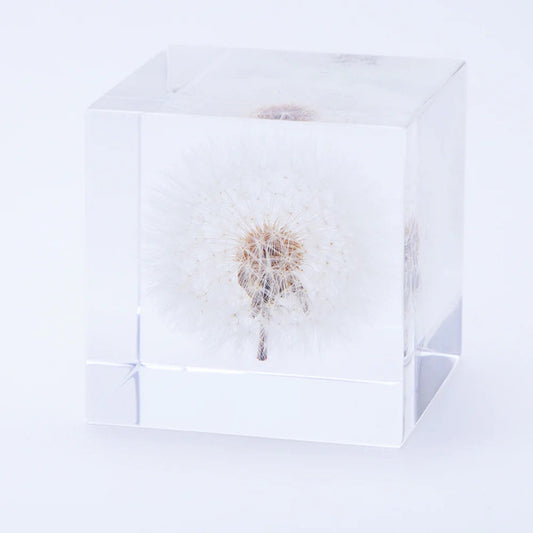 Sola Cube Beauty of Plants