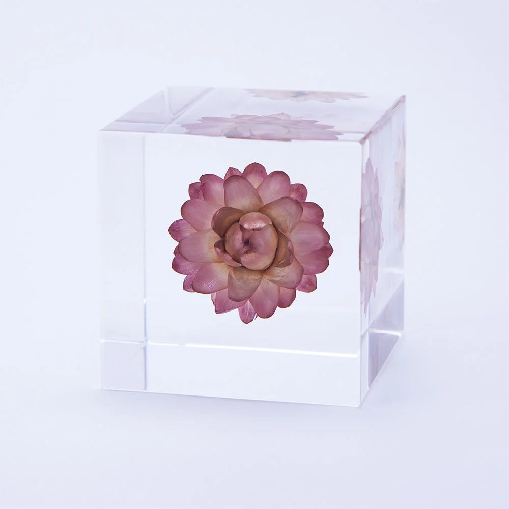 Sola Cube Beauty of Plants