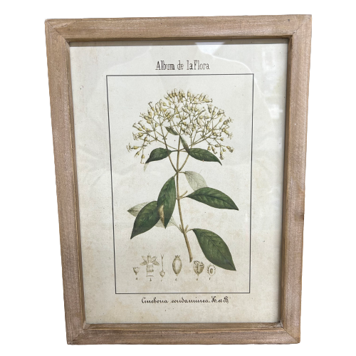 Botanic Flora  Prints