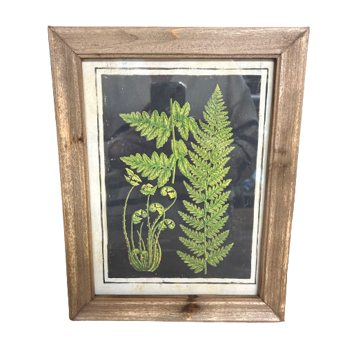Botanic Fern Prints